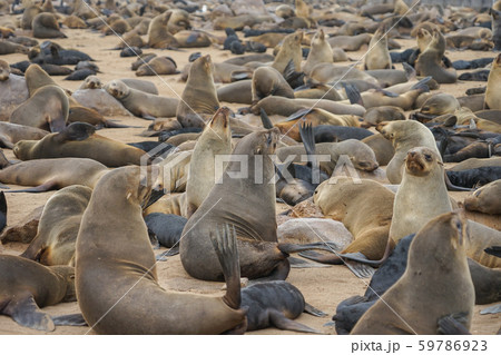 ミナミアフリカオットセイのコロニーの写真素材