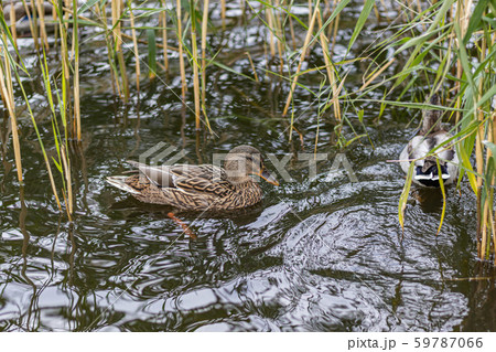 Curious Urban Duck hiding in reed 59787066