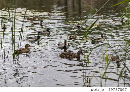 Curious Ducks on City lake water looking for food Curious Ducks on City lake water looking for food 59787067