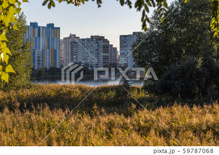 Field of Reed on Urban lake Shore and Modern Buildings behind arch of trees Field of Reed on Urban lake Shore and Modern Buildings behind arch of trees 59787068