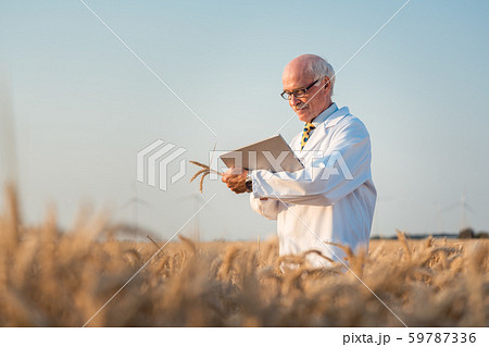 Researcher doing field test on new kinds of grain and wheat 59787336