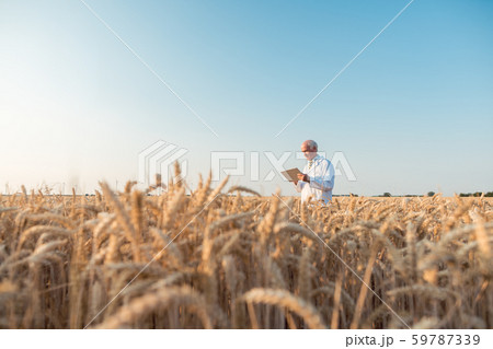 Agriculture scientist doing research in grain test field tracking data 59787339