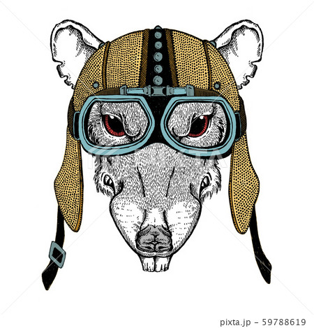 Biker, motorcyclist. Rat portrait. with leather vintage helmet. Motorcycle symbol chinese happy new Biker, motorcyclist. Rat portrait. with leather vintage helmet. Motorcycle symbol chinese happy new 59788619