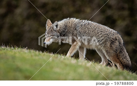 Coyote in Canada Coyote in Canada 59788800