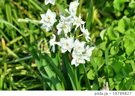 水仙の一種と推定される植物の白い花を撮影した写真 水仙の一種と推定される植物の白い花を撮影した写真 59789827
