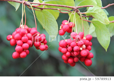 Red fruits of schisandra growing on branch in row. 59789913