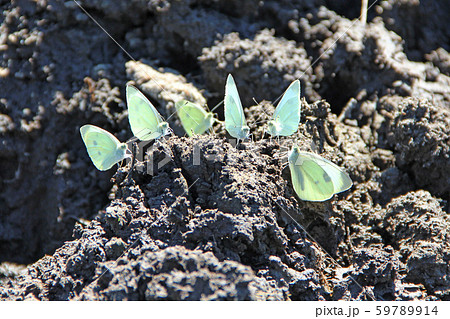 Butterflies Pieris brassicae sit on dirt and drink Butterflies Pieris brassicae sit on dirt and drink 59789914