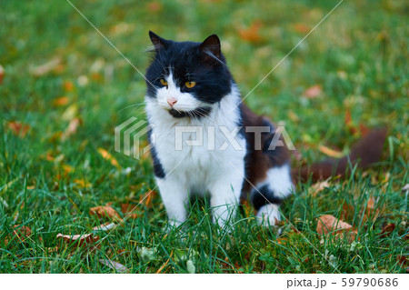 stray cat sitting and walking on the grass with 59790686