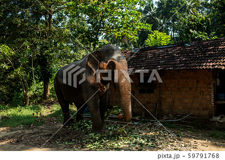 Beautiful Indian elephant eats leaves and tree branches near the hut. 59791768