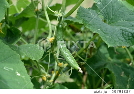 キュウリの若い実 59791887