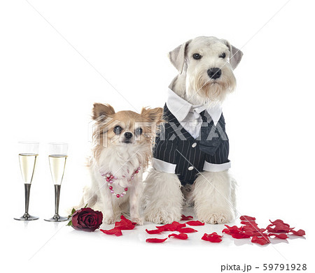 dogs and valentine day dogs and valentine day 59791928