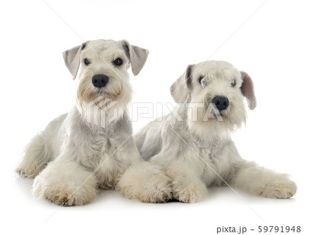 miniature schnauzers in studio miniature schnauzers in studio 59791948