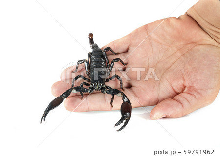 heterometrus spinifer in studio 59791962