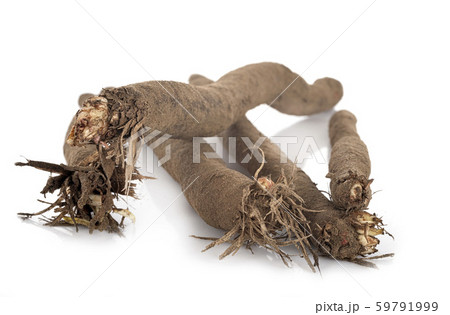 salsyfis in studio 59791999