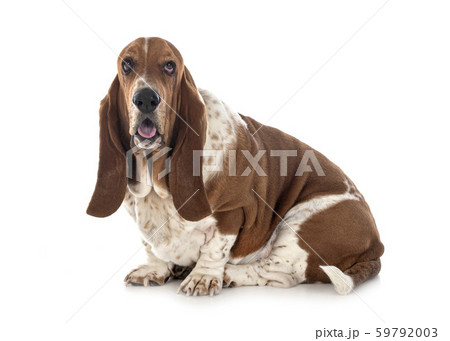 basset hound in studio 59792003