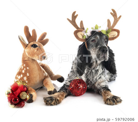 old english cocker 59792006