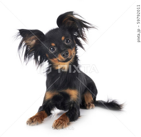 Russkiy Toy in studio 59792011