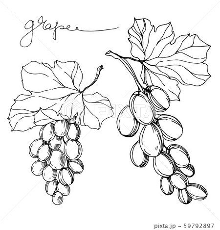 Vector Grape berry healthy food. Black and white engraved ink art. Isolated grapes illustration 59792897