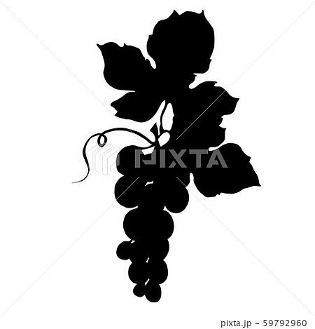 Vector Grape Berry Healthy Food Black And のイラスト素材