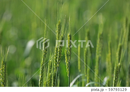麦の穂 59793129