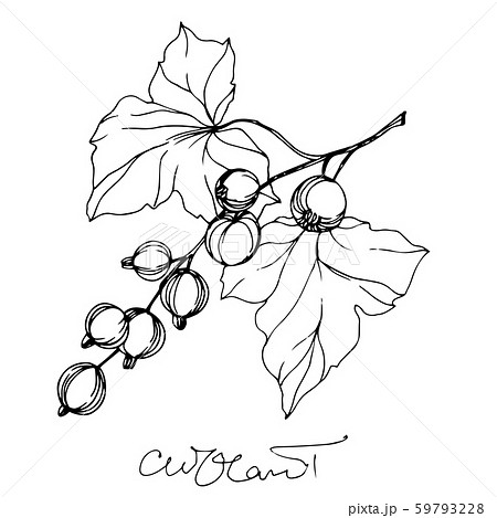 Vector Currant healthy food. Black and white engraved ink art. Isolated berry illustration element. 59793228