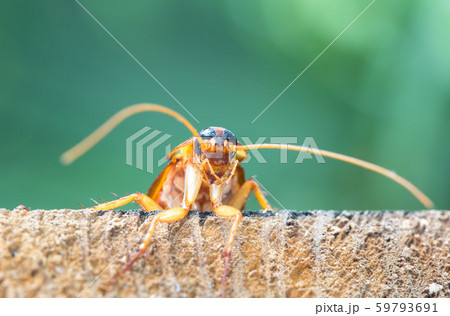 Cockroach on wooden, nature blurred background. 59793691