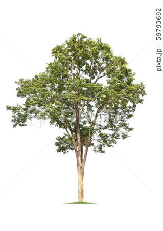 isolated big tree on White Background. 59793692