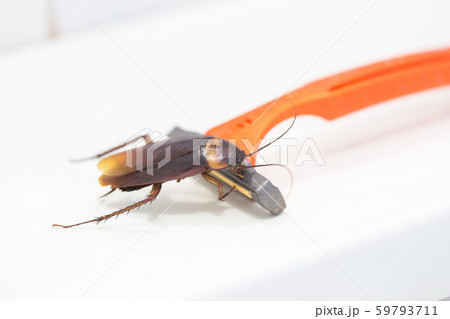 Cockroaches are on the razor in the bathroom, 59793711