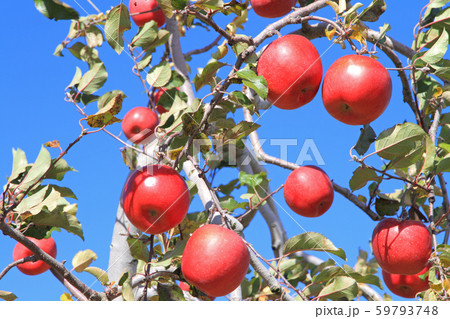 赤く色づいた収穫前のリンゴ サンふじ 赤く色づいた収穫前のリンゴ サンふじ 59793748