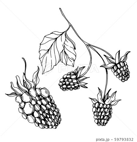 Vector Blackberry healthy food. Black and white engraved ink art. Isolated berry illustration 59793832