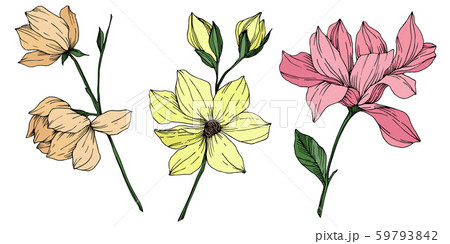 Vector Magnolia floral botanical flowers. Black and white engraved ink art. Isolated magnolia 59793842