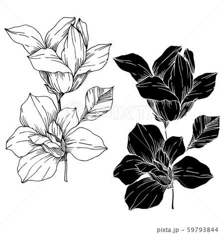 Vector Magnolia floral botanical flowers. Black and white engraved ink art. Isolated magnolia 59793844