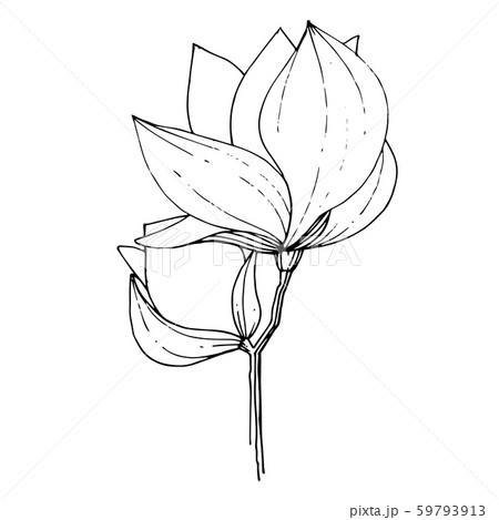 Vector Magnolia floral botanical flower. Black and white engraved ink art. Isolated magnolia Vector Magnolia floral botanical flower. Black and white engraved ink art. Isolated magnolia 59793913