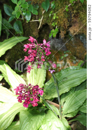 リュウキュウエビネ 59794062