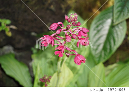 リュウキュウエビネ 59794063