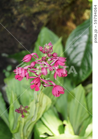 リュウキュウエビネ リュウキュウエビネ 59794064