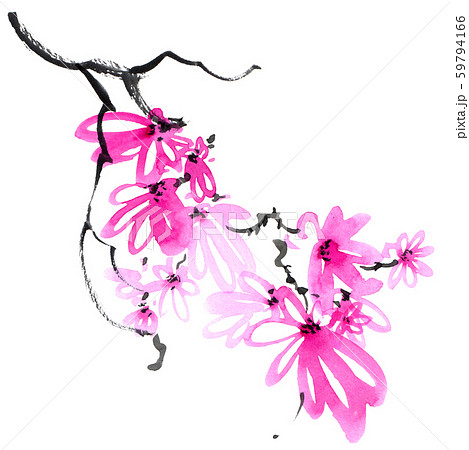 Blossom sakura tree branch Blossom sakura tree branch 59794166