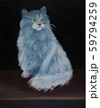 Grey blue angora cat on black background 59794259