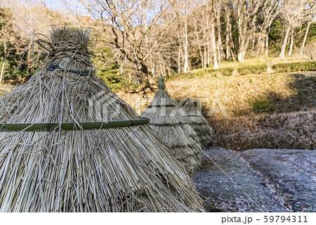 【わらぼっち】 59794311