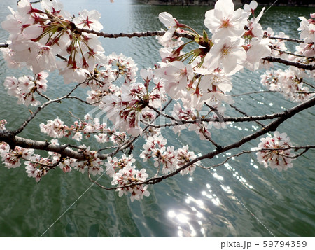 大阪城お堀の桜 59794359