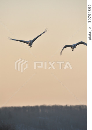 朝焼けとタンチョウの飛翔姿（北海道・鶴居） 59794399