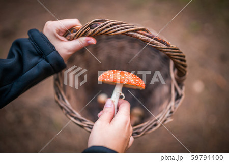 Female holding Amanita Muscaria mushroom, commonly known as the fly agaric or fly amanita, is a Female holding Amanita Muscaria mushroom, commonly known as the fly agaric or fly amanita, is a 59794400