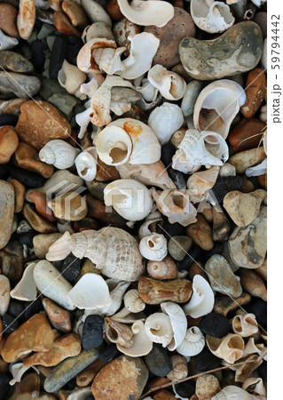 Shells on a stony beach 59794442