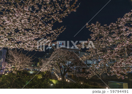 【熱海桜 ライトアップ】 59794491