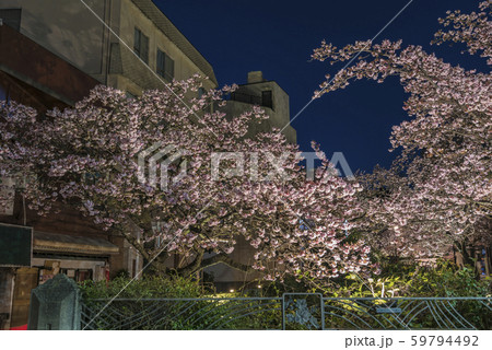 【熱海桜 ライトアップ】 59794492