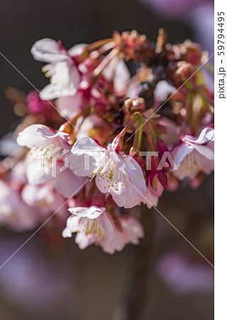 【熱海桜】 【熱海桜】 59794495