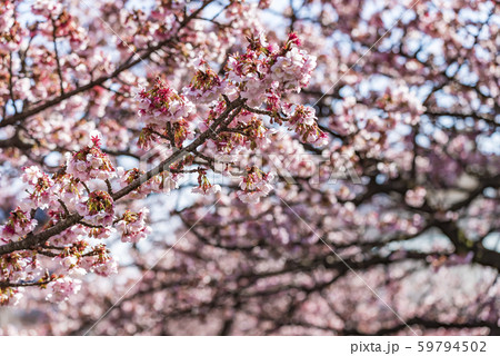 【熱海桜】 【熱海桜】 59794502