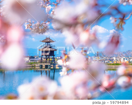 唐古 鍵遺跡史跡公園の復元楼閣と桜の写真素材