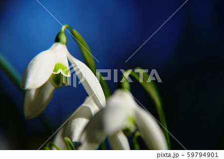 スノードロップ Galanthus Snowdrop スノードロップ Galanthus Snowdrop 59794901