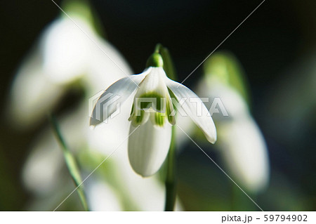 スノードロップ Galanthus Snowdrop スノードロップ Galanthus Snowdrop 59794902